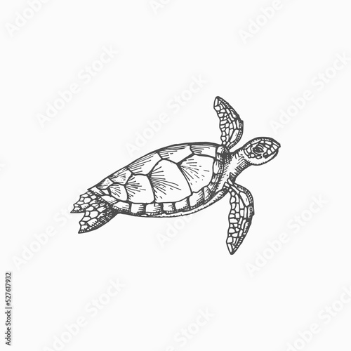 Loggerhead sea turtle isolated marine animal monochrome sketch icon. Vector reptile, nautical tortoise with carapace shell. Turtle ocean terrapin, aquarium pet, mascot of underwater character