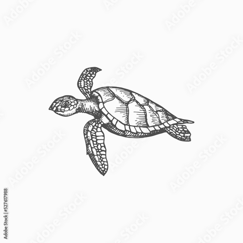 Turtle isolated Chelonia mydas endangered marine animal monochrome sketch icon. Vector sea tortoise with hard shell, amphibian mascot. Underwater character, aquatic reptile, wildlife aquatic creature