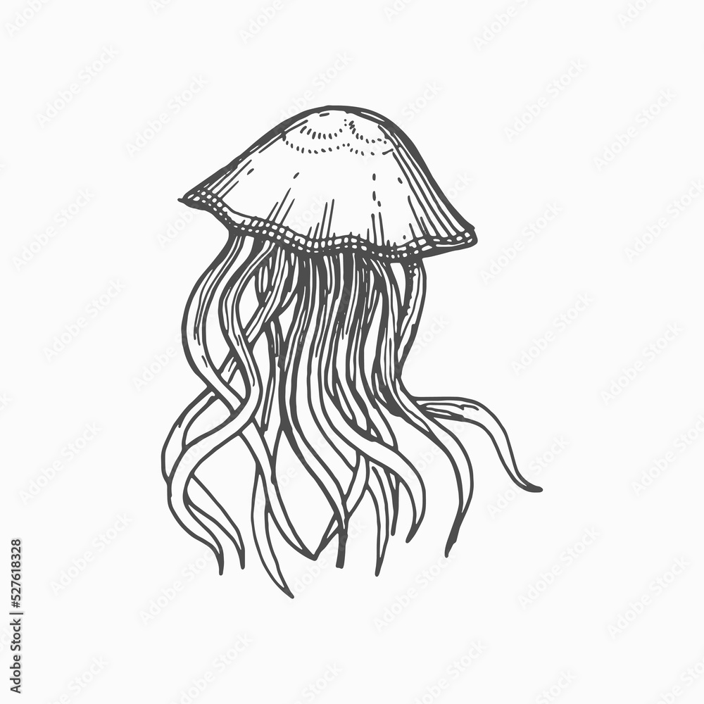 Jelly or jellyfish underwater creature isolated hand drawn monochrome sketch icon. Vector sealife poison medusa, aquatic aquarium animal. Vintage deep waters creature, undersea jellyfish tattoo design