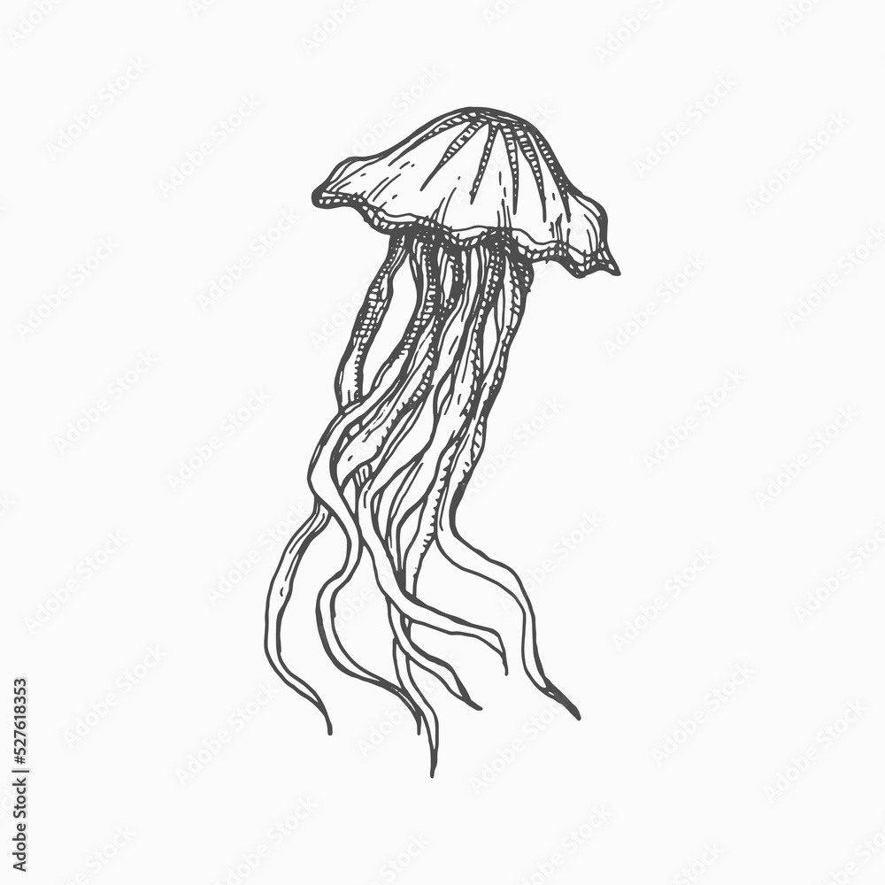 Sea creature monochrome sketch icon isolated medusa hand drawn jellyfish. Vector swimming marine creature, sea jellies Pacific nettle jellyfish. Underwater animal, deep ocean waters sealife character Sea creature monochrome sketch icon isolated medusa hand drawn jellyfish. Vector swimming marine creature, sea jellies Pacific nettle jellyfish. Underwater animal, deep ocean waters sealife character
