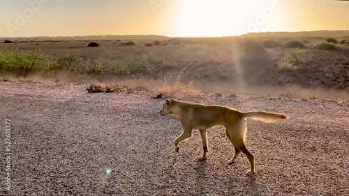 Wild Dingo walking on the road in empty desert at sunset time with sun behind photo
