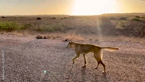 Wild Dingo walking on the road in empty desert at sunset time with sun behind