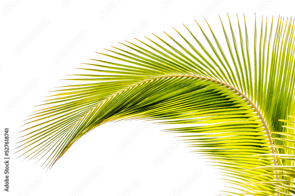 Obraz premium palm tree leaves on white background 
