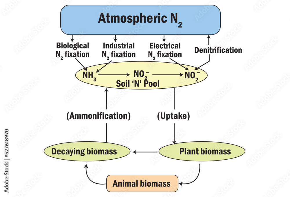 The nitrogen cycle showing relationship between the three main nitrogen