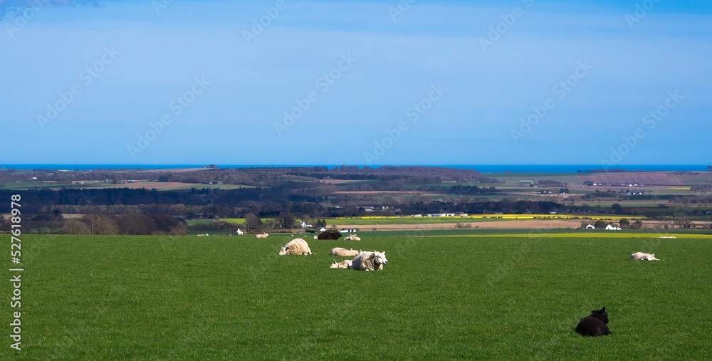 Scottish farmland - Sheep rest on grassy field on vast farm in Scotland. Blue sky above, farm buildings and the sea in the distance. Wide crop and long distance to the horizon. Scottish farmland - Sheep rest on grassy field on vast farm in Scotland. Blue sky above, farm buildings and the sea in the distance. Wide crop and long distance to the horizon.
