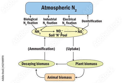 The nitrogen cycle showing relationship between the three main nitrogen pools – atmospheric soil, and biomass
