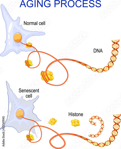aging process into cells. chromatin, DNA and histones