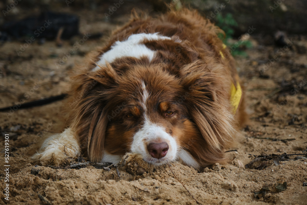 Australian Shepherd red tricolor on vacation. Dog was tired after active walk and games and lay down to rest. Aussie lies and falls asleep in sand outside with eyes open.