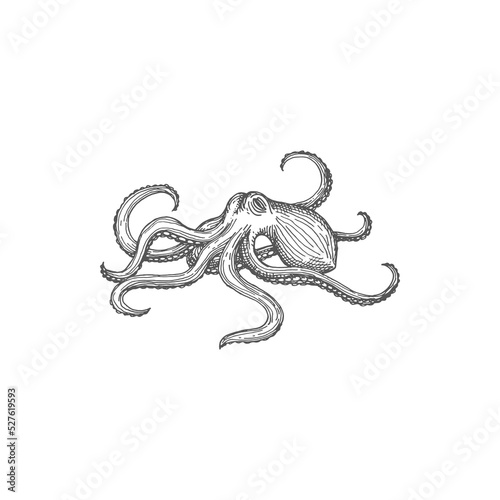 North Pacific giant octopus isolated marine creature with eight arms monochrome sketch icon. Vector sea monster kraken, devilfish or pouple aquatic animal with head and suckers, cephalopod creature photo