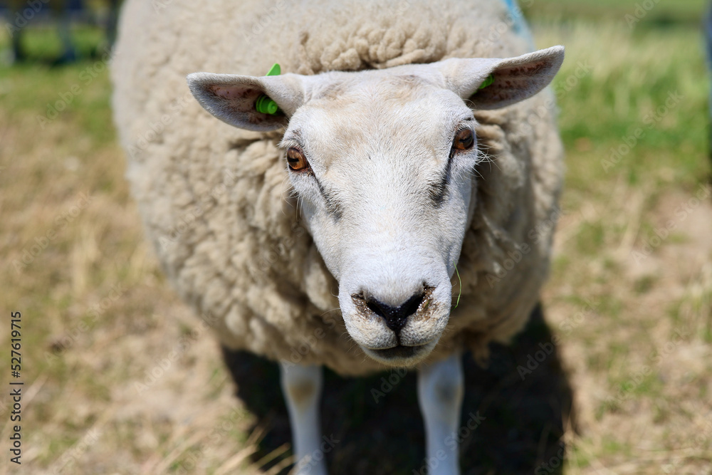 Dutch domestic sheep portrait, Texel island, Noord Holland, Netherlands.