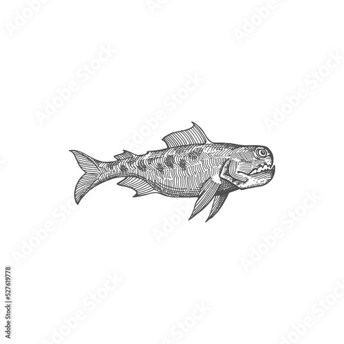 Fangtooth fish isolated monochrome sketch icon. Vector deep ocean or sea large toothed predator, Anoplogaster Cornuta. Black Dragonfish, Long-Nosed Chimaera, Blobfish, Hatchet Fish, Giant Oarfish