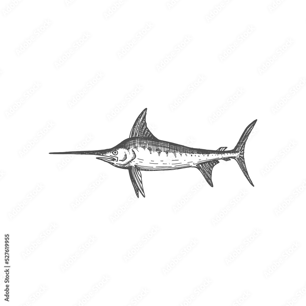 Blue marlin deep sea ocean fish with sword like snout isolated swordfish monochrome sketch icon. Vector long toms marlin, saltfish with flattened snout. Predatory game fish with flat bill, Xiphiidae