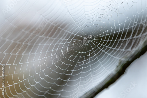 Fotografia A spider web with water drops in the morning