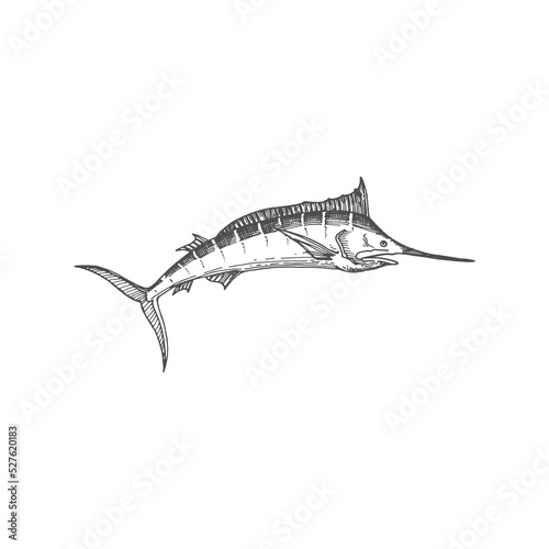 Swordfish icon isolated long toms fish monochrome sketch. Vector long toms marlin, broadbill saltfish with long flattened snout. Predatory game fish wit flat bill, Xiphiidae marine underwater animal