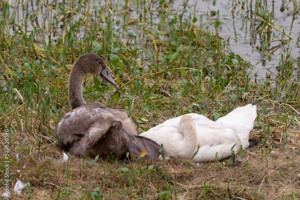 Fototapeta premium Cygne tuberculé, .Cygnus olor, Mute Swan