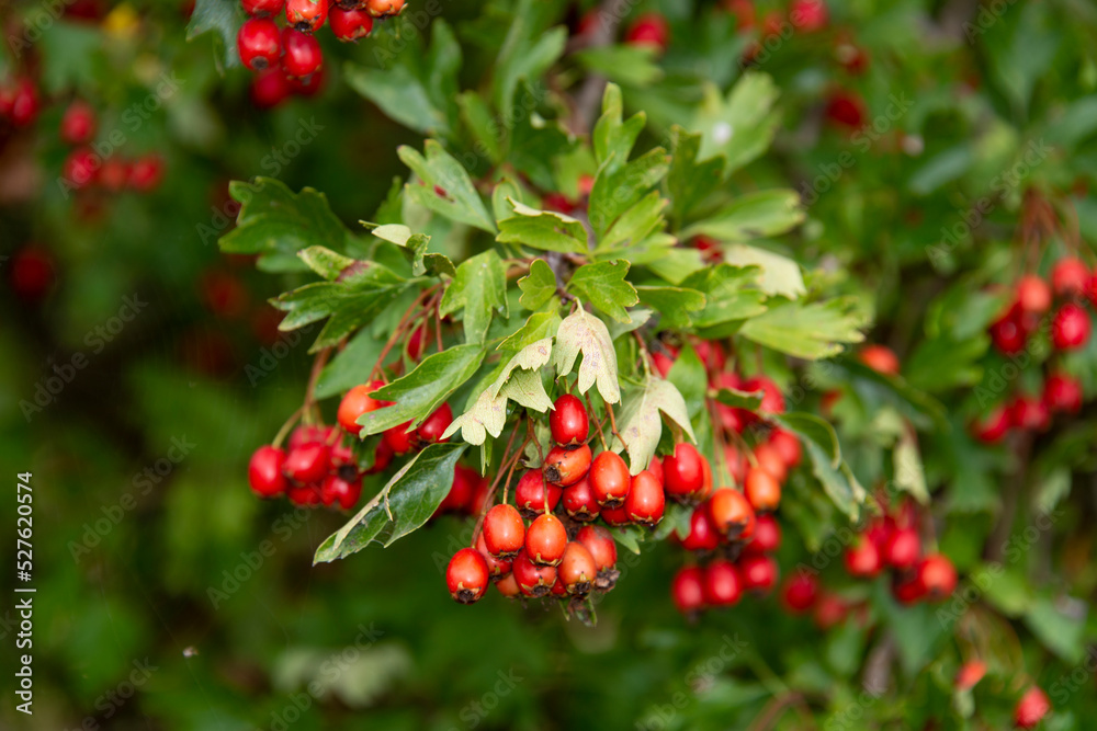 Aubépine, Crataegus monogyna Aubépine, Crataegus monogyna