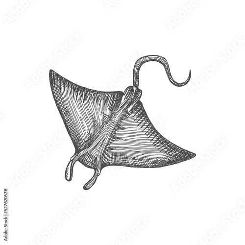 Eagle ray or pelagic stingray isolated devil fish isolated sketch icon. Vector nautical creature Batoidea manta ray, stingray marine animal, sankar fish with outspread pectoral fins and long tail