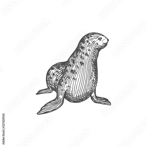 Seal animal marine walrus isolated sketch icon. Vector New Zealand fur-seal, nautical aquatic creature, sea australian aquatic mammal. Pinniped seal, Arctocephalus in Otariidae, eared otariid otary