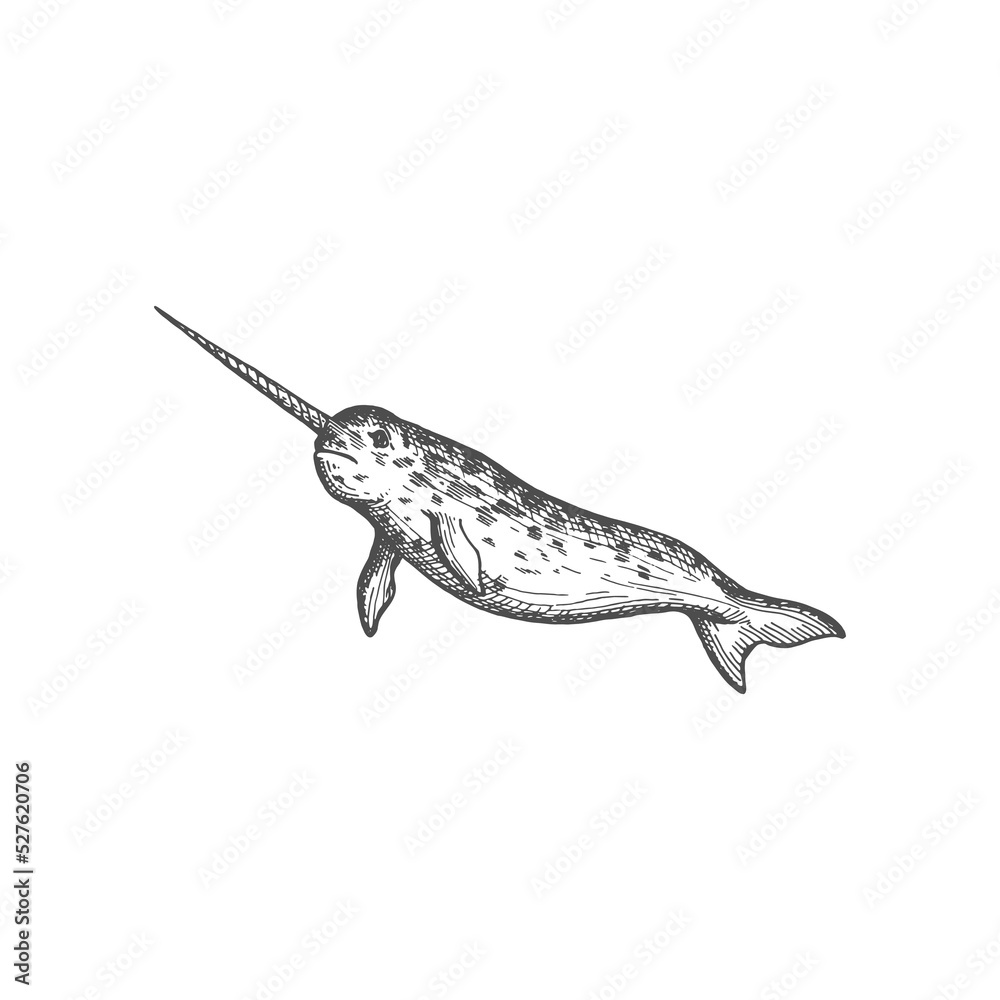 Narwhal or narwhale underwater marine animal, big fish with sharp nose