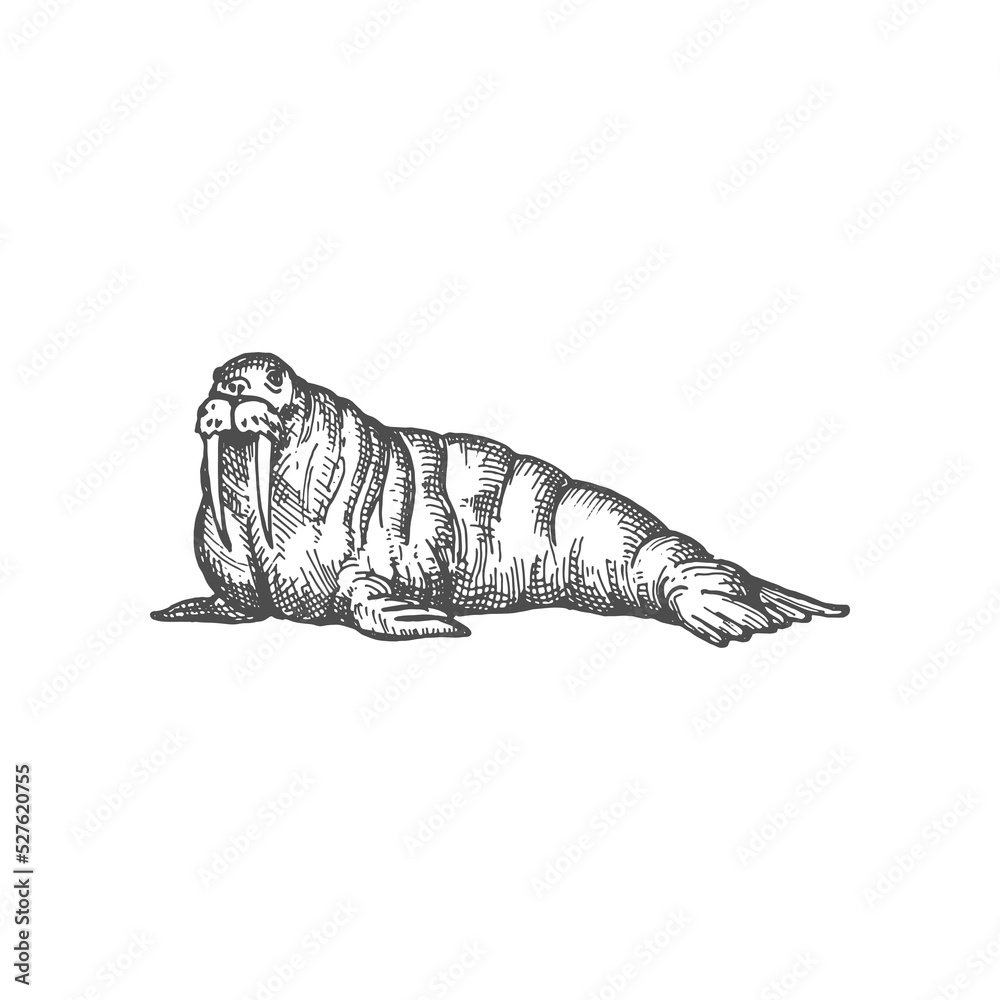 Walrus large flippered marine mammal isolated monochrome sketch icon