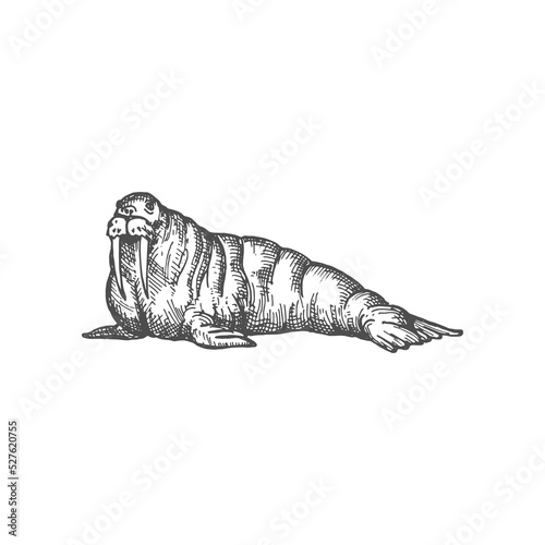 Leinwand Poster Walrus large flippered marine mammal isolated monochrome sketch icon