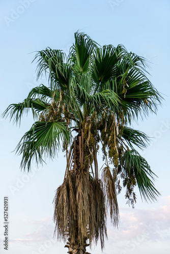 Palm tree with green and dried leaves in the wind with light blue sky on the background. Washingtonia robusta, mexican fan palm in İzmir, Aegean, Turkiye.  photo
