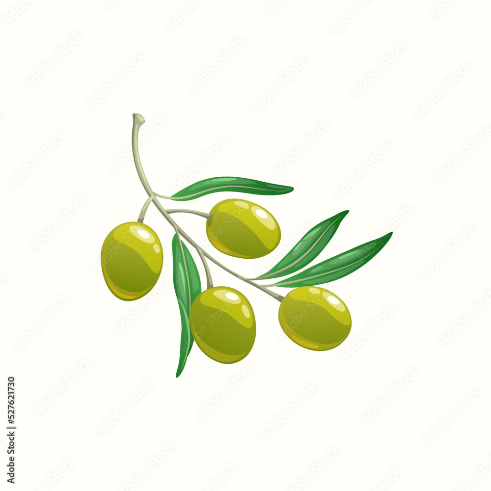 Vecteur Stock Branch with ripe olive oils and leaves isolated