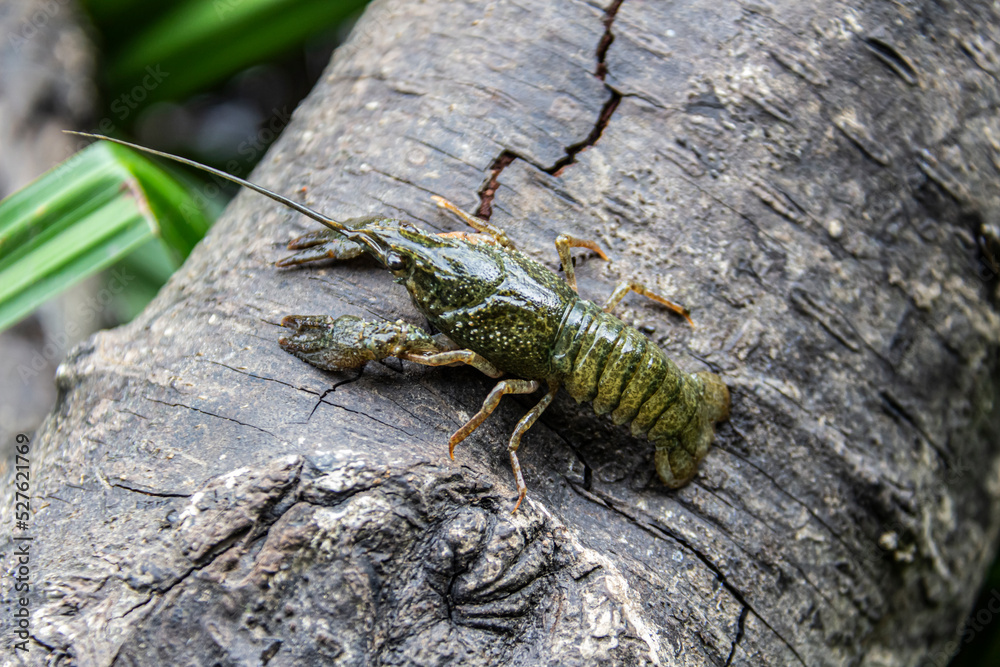 Obraz premium The small crayfish move on the tree against background. Crayfish on the fallen wood