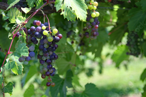 Wallpaper Mural Closeup of purple grapes turning ripe on grape vines Torontodigital.ca