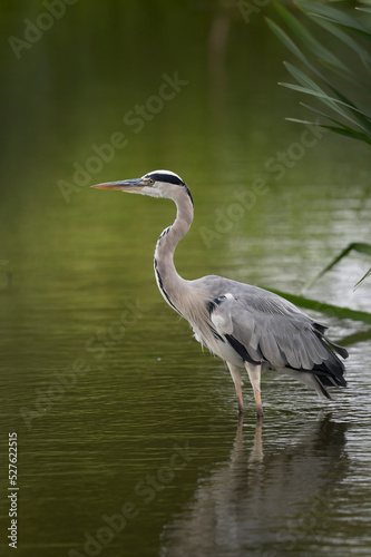 Grey heron resting after flying around