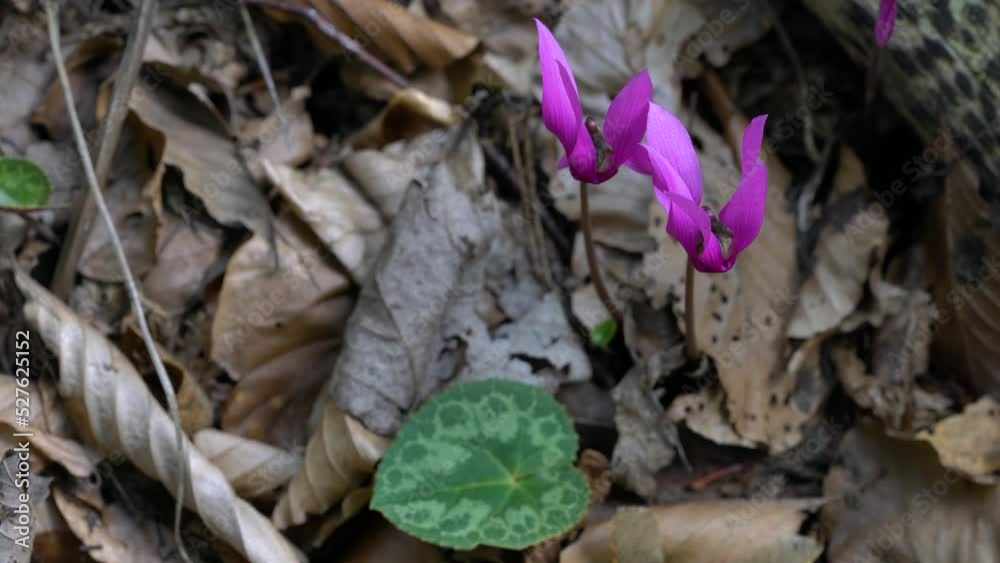 Alpine Purple Cyclamen in natural ambient (Cyclamen purpurascens) - (4K) Alpine Purple Cyclamen in natural ambient (Cyclamen purpurascens) - (4K)