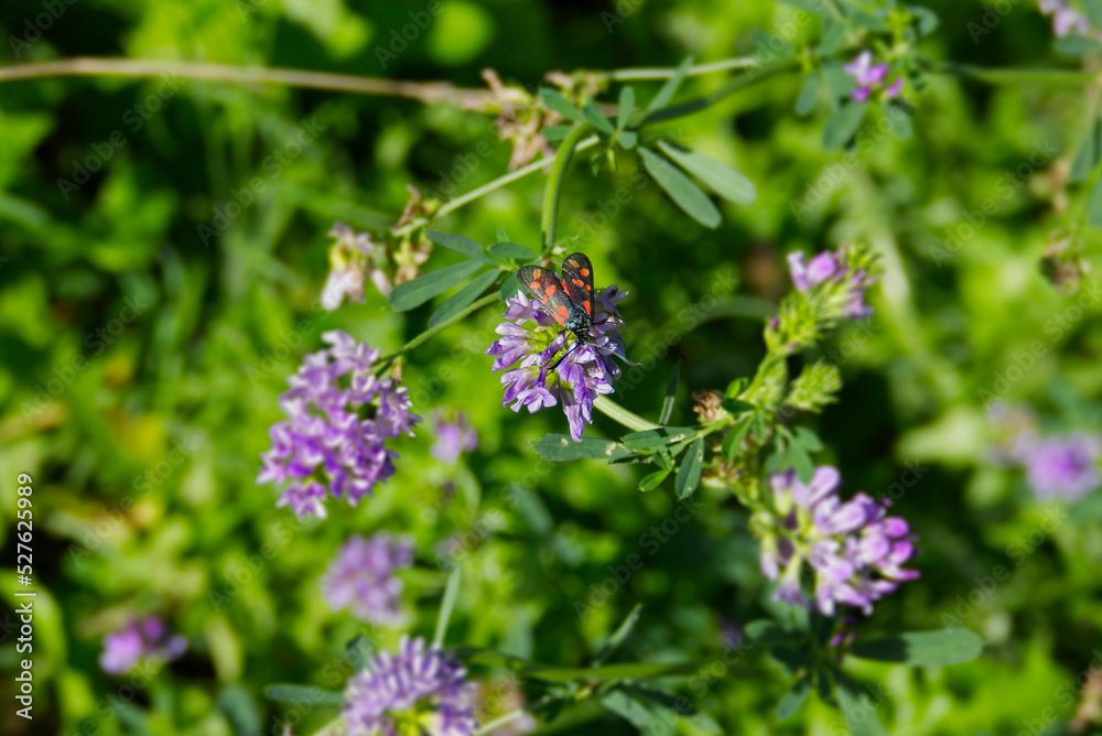 Six-spot Burnet (Zygaena filipendulae) perched on purple flower in Zurich, Switzerland Six-spot Burnet (Zygaena filipendulae) perched on purple flower in Zurich, Switzerland