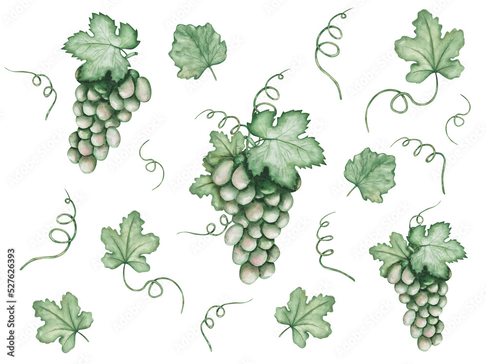 Watercolor illustration of hand painted green grapes. Vine with green leaves and tendrils. Autumn harvest of sweet fruits and beries. Isolated on white food clip art for Thanksgiving cards, prints Watercolor illustration of hand painted green grapes. Vine with green leaves and tendrils. Autumn harvest of sweet fruits and beries. Isolated on white food clip art for Thanksgiving cards, prints