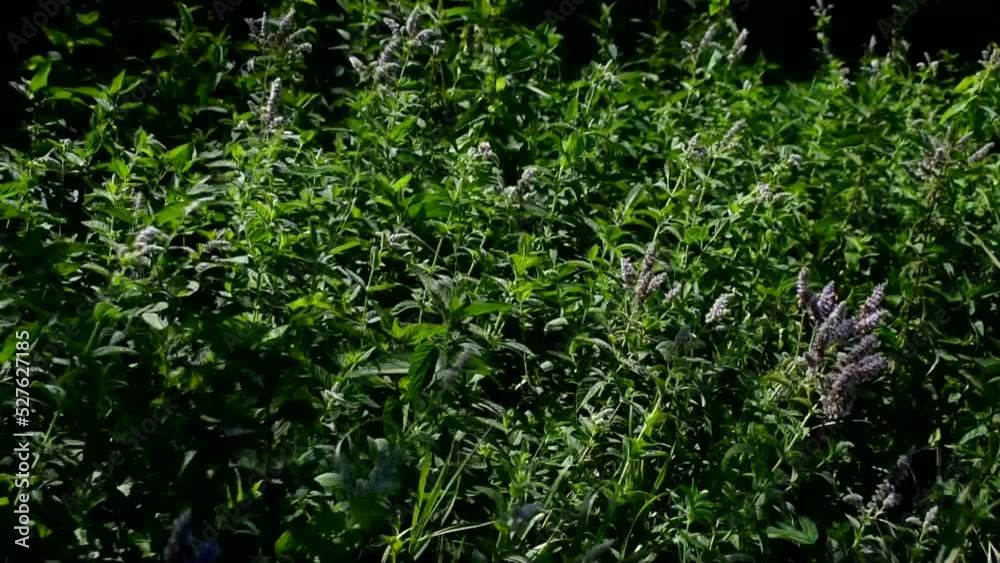 Orties en fleures qui prennent le vent (slowmo 50%)