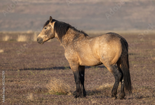 Majestic Wild Horse in Spring in the Utah Desert