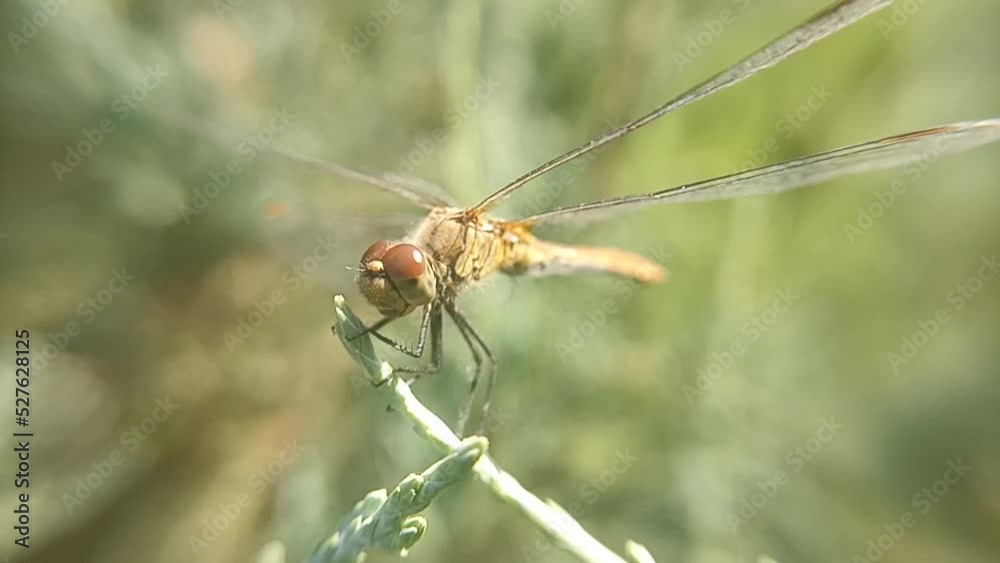 A dragonfly is sitting on a green twig, going to hunt. Macro photography. Slow motion video. A dragonfly is sitting on a green twig, going to hunt. Macro photography. Slow motion video.