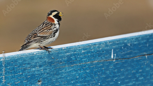 Lapland longspur singing on a blue bench photo