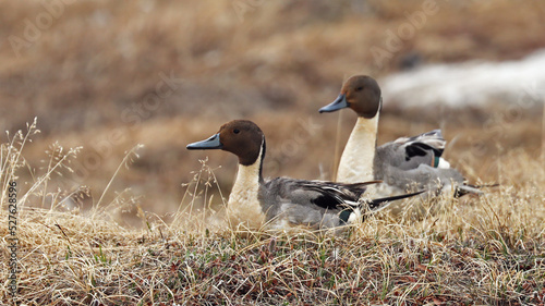 Two Northern pintail males in northern Alaska photo