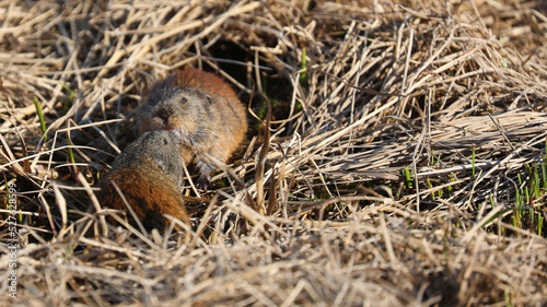 Tundra voles close to the den