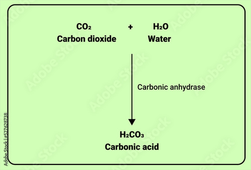 Chemical reaction of Carbonic anhydrase