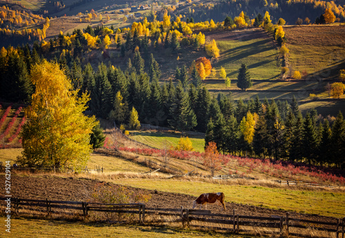 The colors and textures of autumn season in beautiful sceneries, landscape, flowers and leaves photo