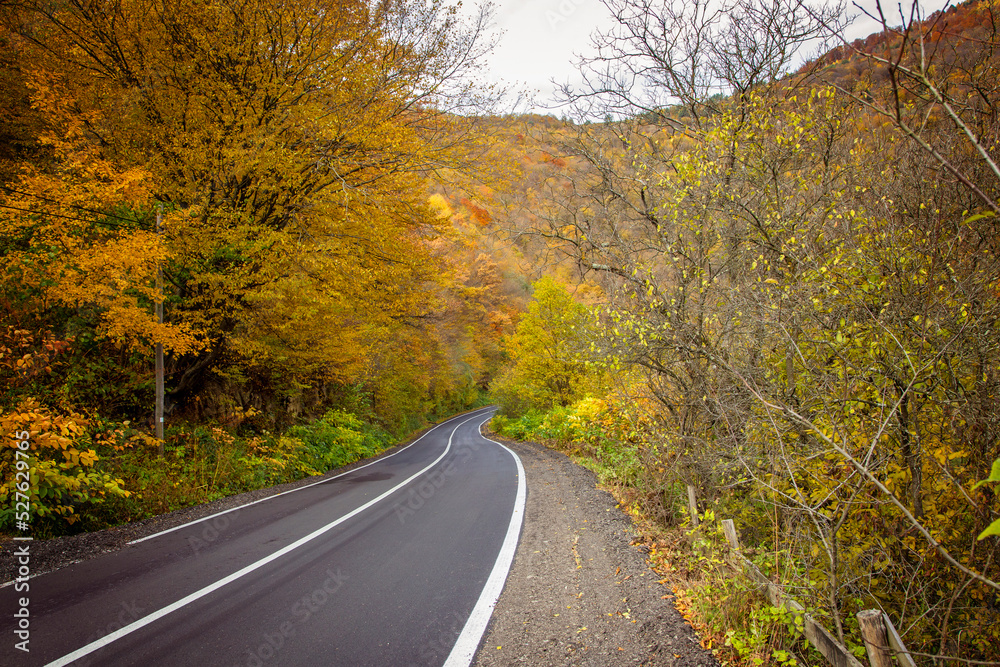 Naklejka premium The colors and textures of autumn season in beautiful sceneries, landscape, flowers and leaves