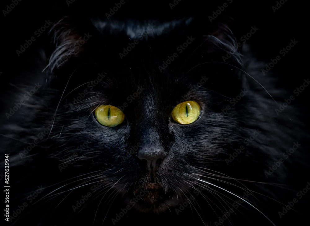 Close-up of black cat with yellow green eyes