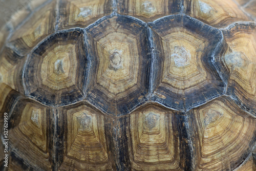 Close up view of part of tortoise shell