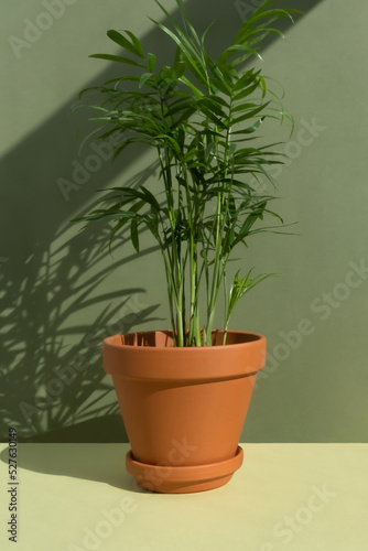 Home plant hamedorea or Areca palm in a clay brown pot on a green background. The concept of minimalism. Houseplants in a modern interior.