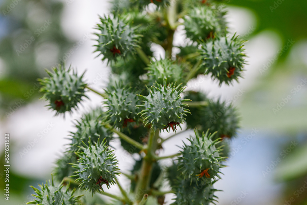 Ricinus communis, the castor bean or castor oil plant, is a species of perennial flowering plant in the spurge family, Euphorbiaceae. Ricinus communis, the castor bean or castor oil plant, is a species of perennial flowering plant in the spurge family, Euphorbiaceae.