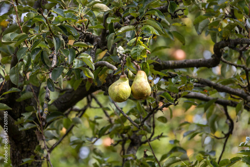 Obst
