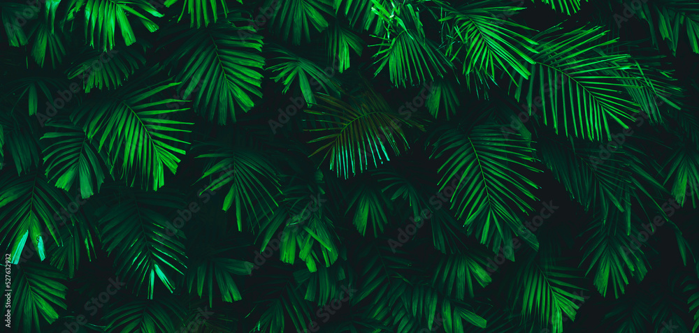 Palm leaves and tropical green shadows, abstract nature background, dark tones, panorama - obrazy, fototapety, plakaty 