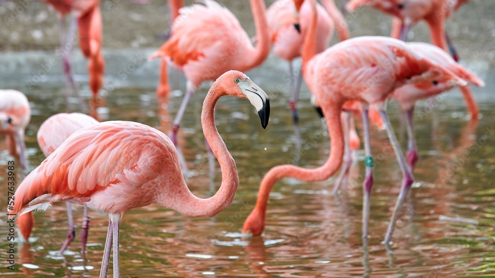 Flamingo with drops falling from its beak while another flamingo drinks from the pond surrounded by more flamingos Flamingo with drops falling from its beak while another flamingo drinks from the pond surrounded by more flamingos