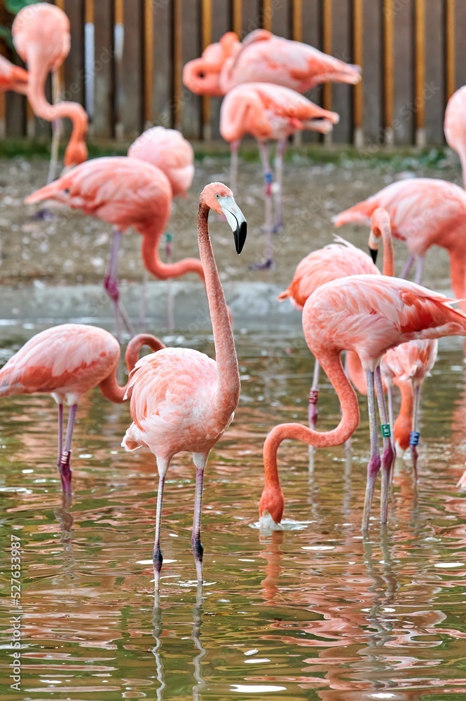 Flamingo with drops falling from its beak while another flamingo drinks from the pond surrounded by more flamingos Flamingo with drops falling from its beak while another flamingo drinks from the pond surrounded by more flamingos